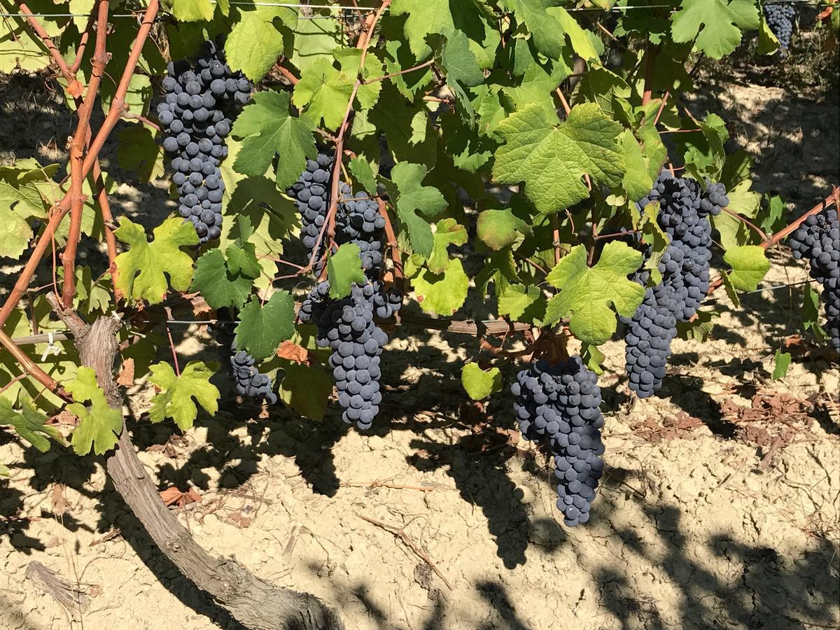 ברברסקו Agriturismo Tre Stelle מראה חיצוני תמונה